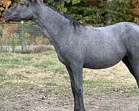 gaited-racking-rocky-mountain-horse