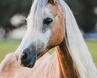 palomino-blaze-three-high-socks-horse