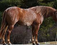 athletic-draft-horse