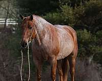 beginner-draft-horse