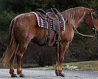 cross-draft-horse