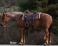 draft-horse