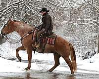 driving-draft-horse