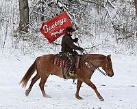 harness-draft-horse