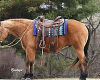 beginner-quarter-horse