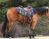 athletic-quarter-horse