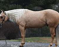 palomino-white-blaze-pony