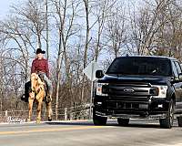 husband-safe-quarter-pony