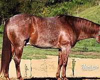 red-roan-white-horse