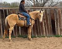 gentle-palomino-quarter-pony