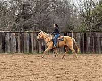 palomino-mare-quarter-pony