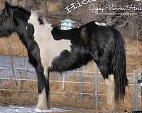 piebald-champion-halter-horse