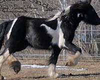 piebald-gvhs-filly-mare