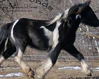 piebald-filly-mare-for-sale