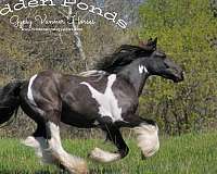 piebald-champion-halter-horse