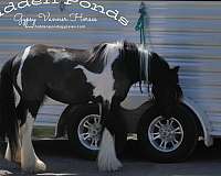 piebald-gvhs-filly-mare