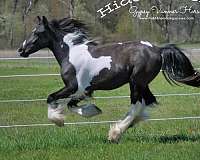 piebald-filly-mare-for-sale