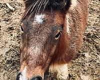 bay-overo-trail-pony