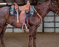 quarter-horse-gelding