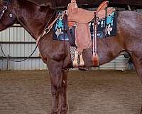 quarter-horse-for-sale