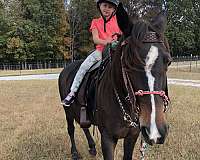 tennessee-walking-horse