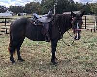 tennessee-walking-horse-for-sale