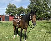 bay-hind-right-sock-horse