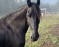 black-non-horse