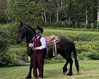 all-around-friesian-horse