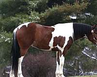 tobiano-white-horse