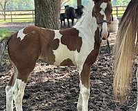 apha-cross-friesian-horse