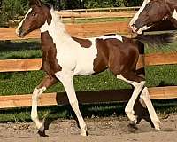 bay-tobiano-filly-friesian-horse