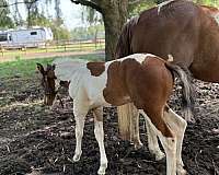 tobiano-filly-friesian-horse