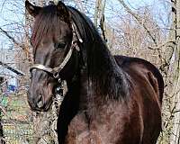 ranch-quarter-horse