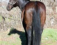 ranch-work-quarter-horse