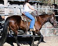 team-penning-quarter-horse