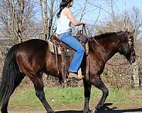 working-cattle-quarter-horse