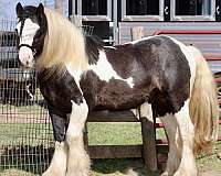 tobiano-horse