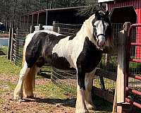 bay-tobiano-horse