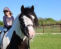 athletic-gypsy-vanner-horse