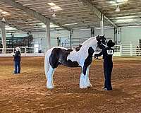 draft-gypsy-vanner-horse