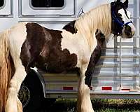 driving-gypsy-vanner-horse