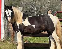 english-pleasure-gypsy-vanner-horse