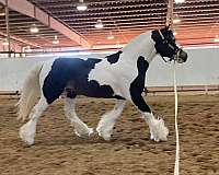 halter-gypsy-vanner-horse