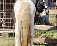 trail-gypsy-vanner-horse