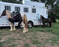 trail-riding-gypsy-vanner-horse