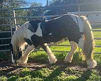 trail-class-competition-gypsy-vanner-horse