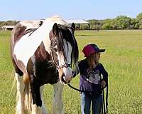 western-pleasure-gypsy-vanner-horse