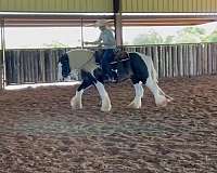 bay-gypsy-vanner-gelding