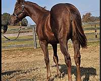 three-bars-quarter-horse